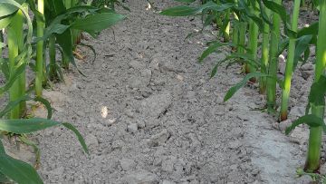 itinéraires techniques agroécologiques